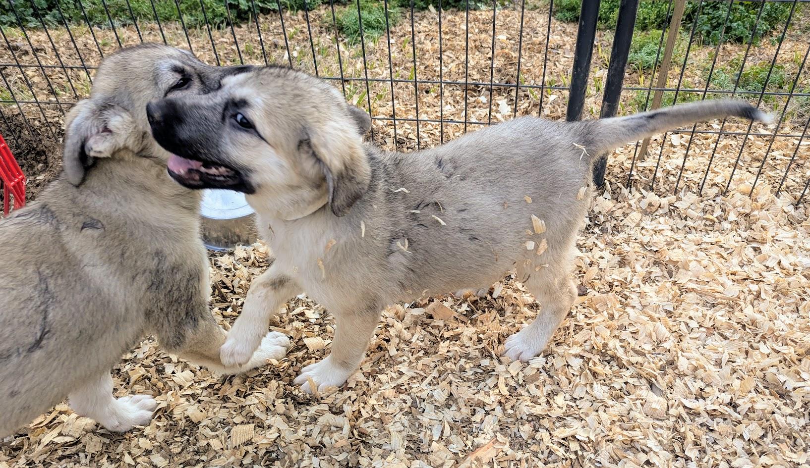 GHIRADELLI — thumbnail 5