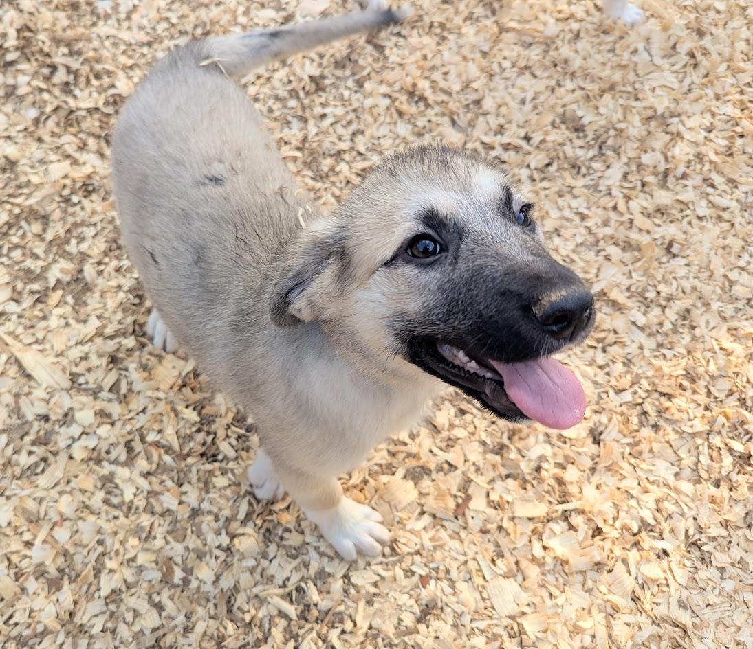 GHIRADELLI — thumbnail 6