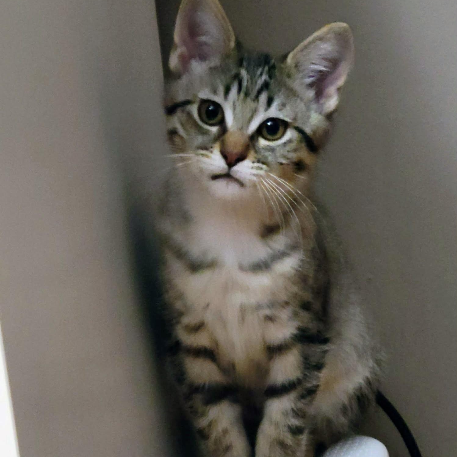 Enlarge Umbra , a ADOPTABLE mixed breed in Westland, MI image 1/5