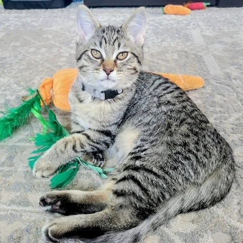 Enlarge Umbra , a ADOPTABLE mixed breed in Westland, MI image 2/5