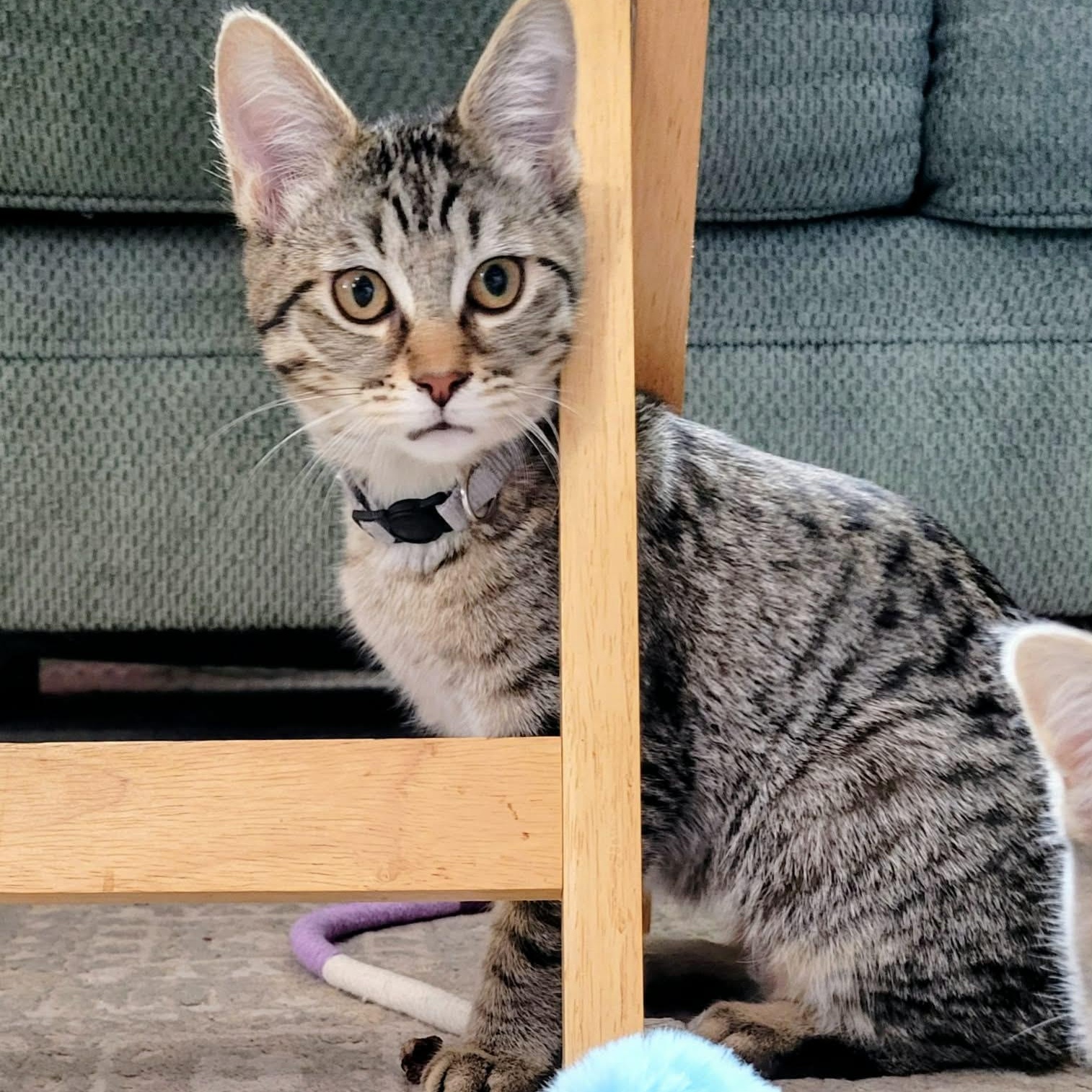 Enlarge Umbra , a ADOPTABLE mixed breed in Westland, MI image 4/5