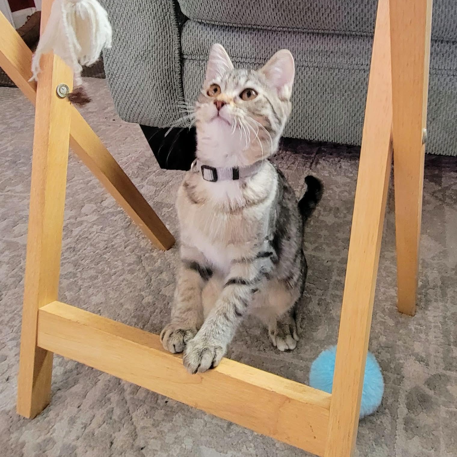 Enlarge Umbra , a ADOPTABLE mixed breed in Westland, MI image 3/5