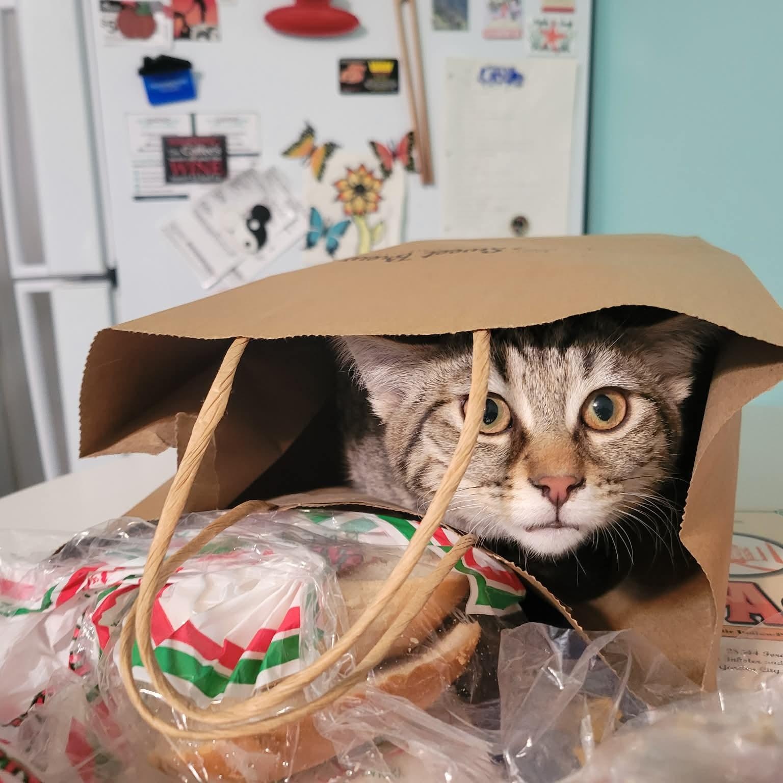 Enlarge Umbra , a ADOPTABLE mixed breed in Westland, MI image 5/5