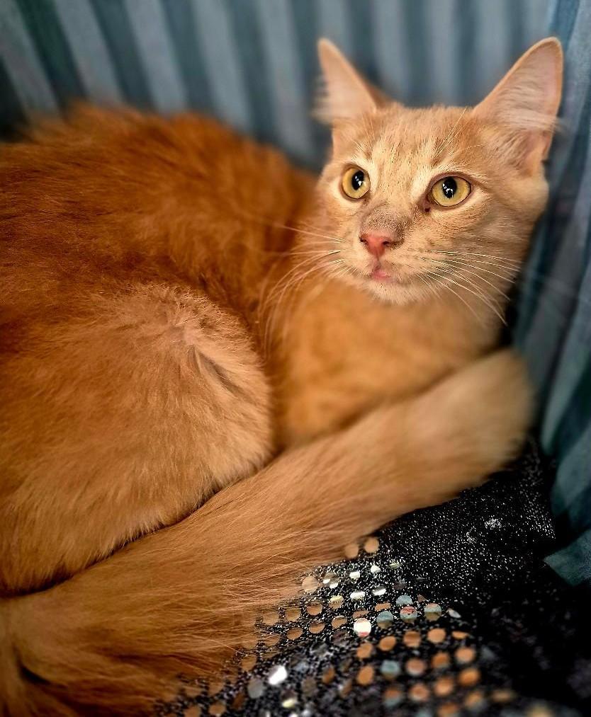 Ruger, a Adoptable Domestic Long Hair in Ocean Springs, MS image 2/5