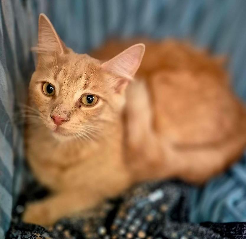 Ruger, a Adoptable Domestic Long Hair in Ocean Springs, MS image 3/5