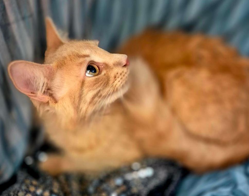 Ruger, a Adoptable Domestic Long Hair in Ocean Springs, MS image 5/5