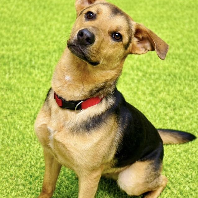 Frankie, ADOPTABLE, Young Male German Shepherd Dog.