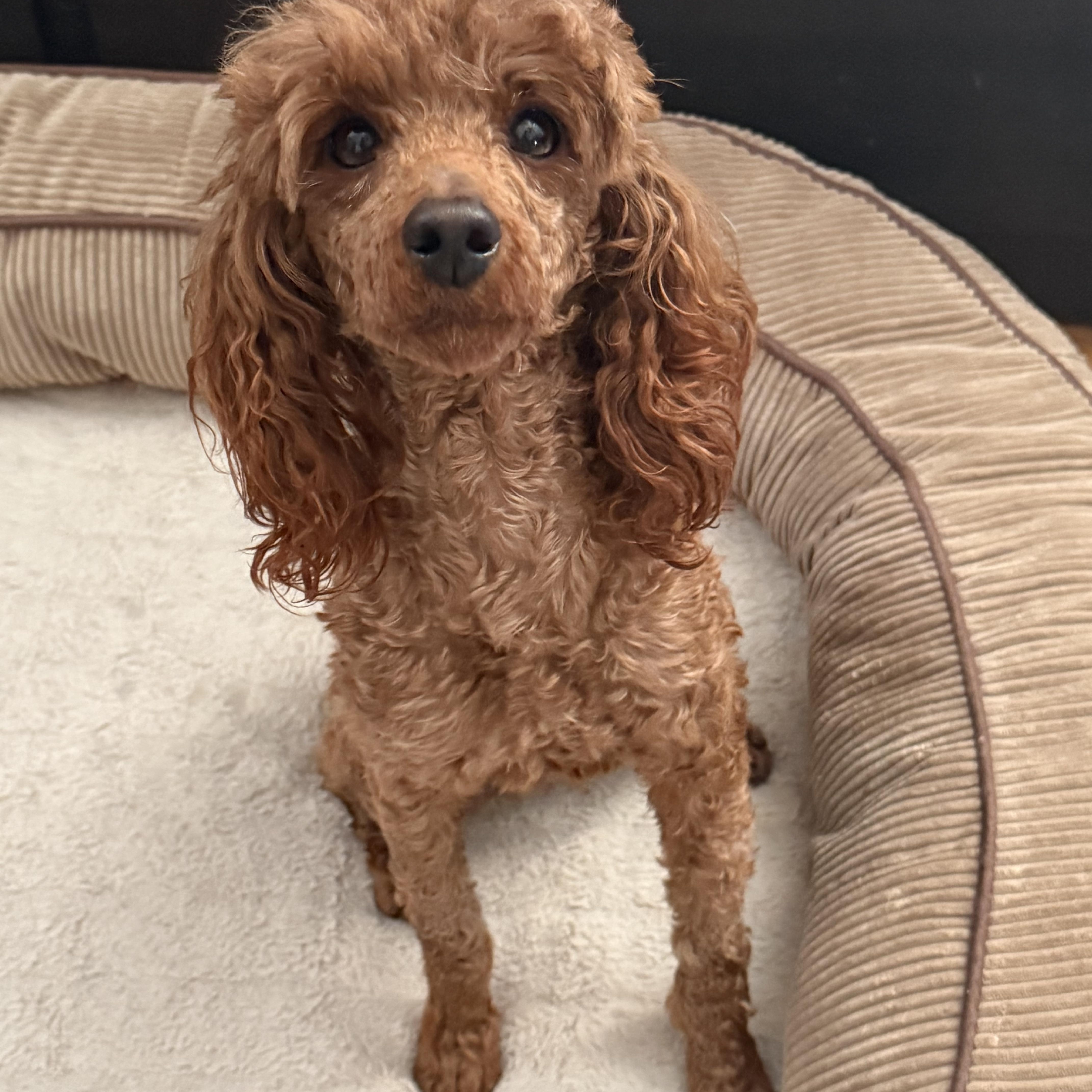 Enlarge Sedona , an adopted Miniature Poodle in Orland Park, IL image 2/4