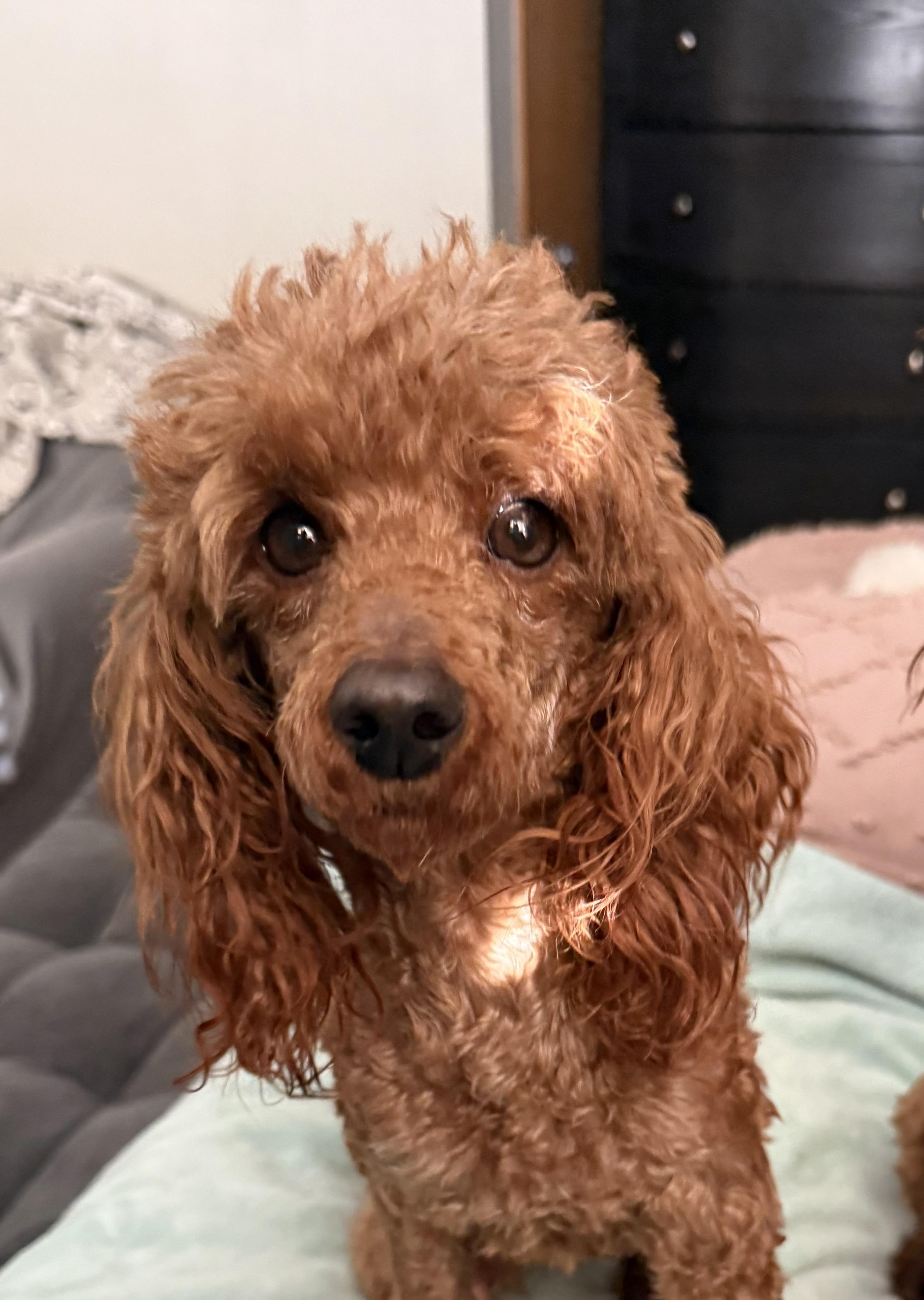 Enlarge Sedona , an adopted Miniature Poodle in Orland Park, IL image 1/4