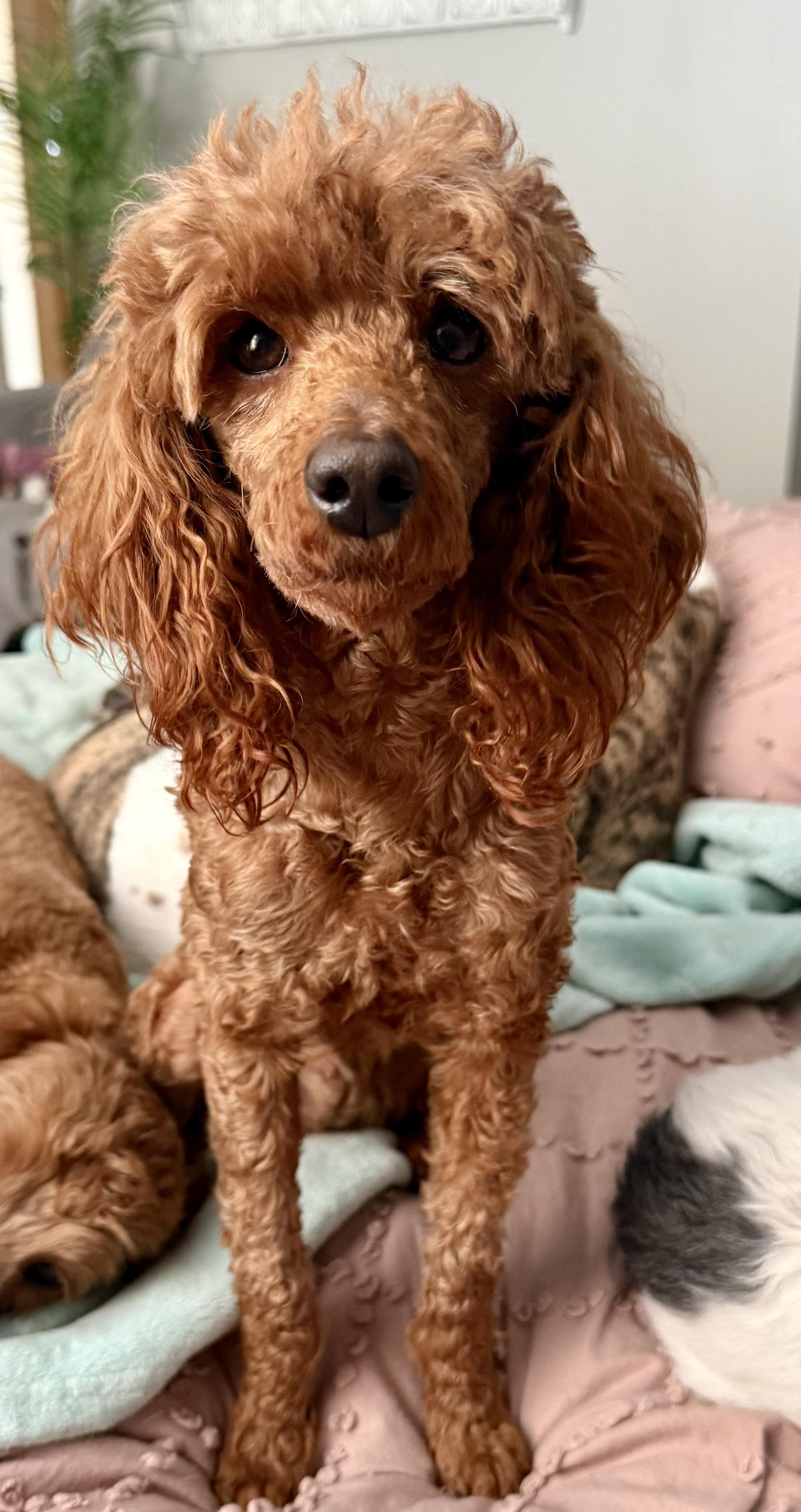 Enlarge Sedona , an adopted Miniature Poodle in Orland Park, IL image 3/4