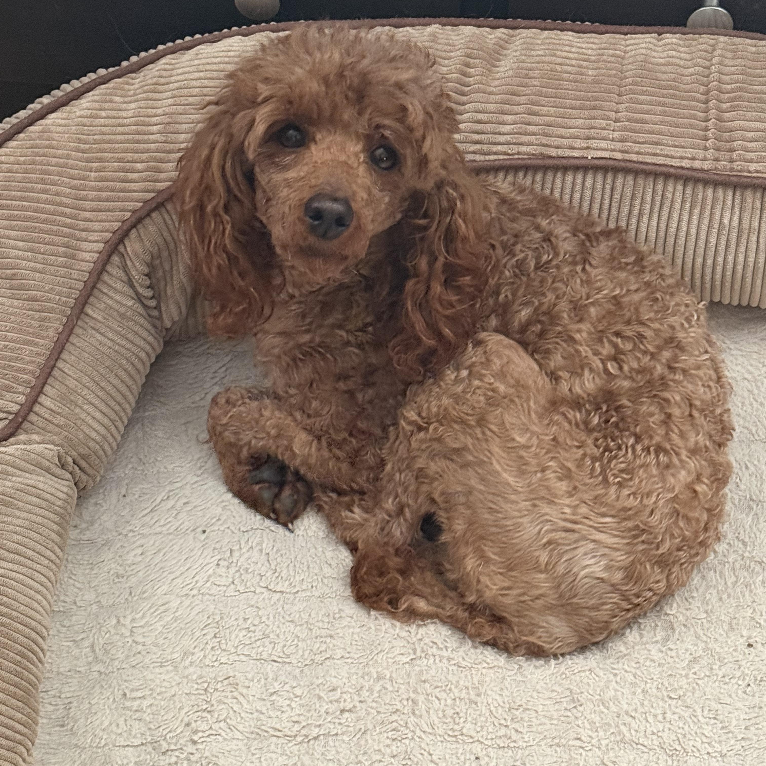 Enlarge Sedona , an adopted Miniature Poodle in Orland Park, IL image 4/4