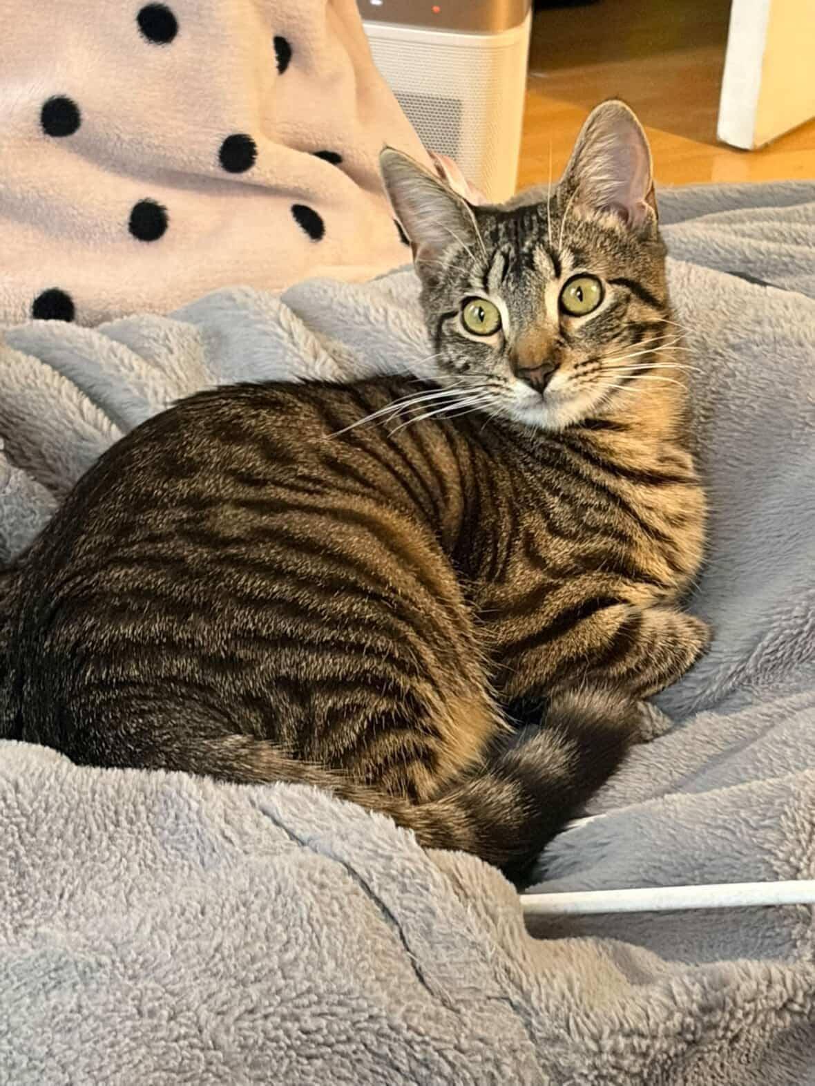 Thea, ADOPTABLE, Young Female American Shorthair.