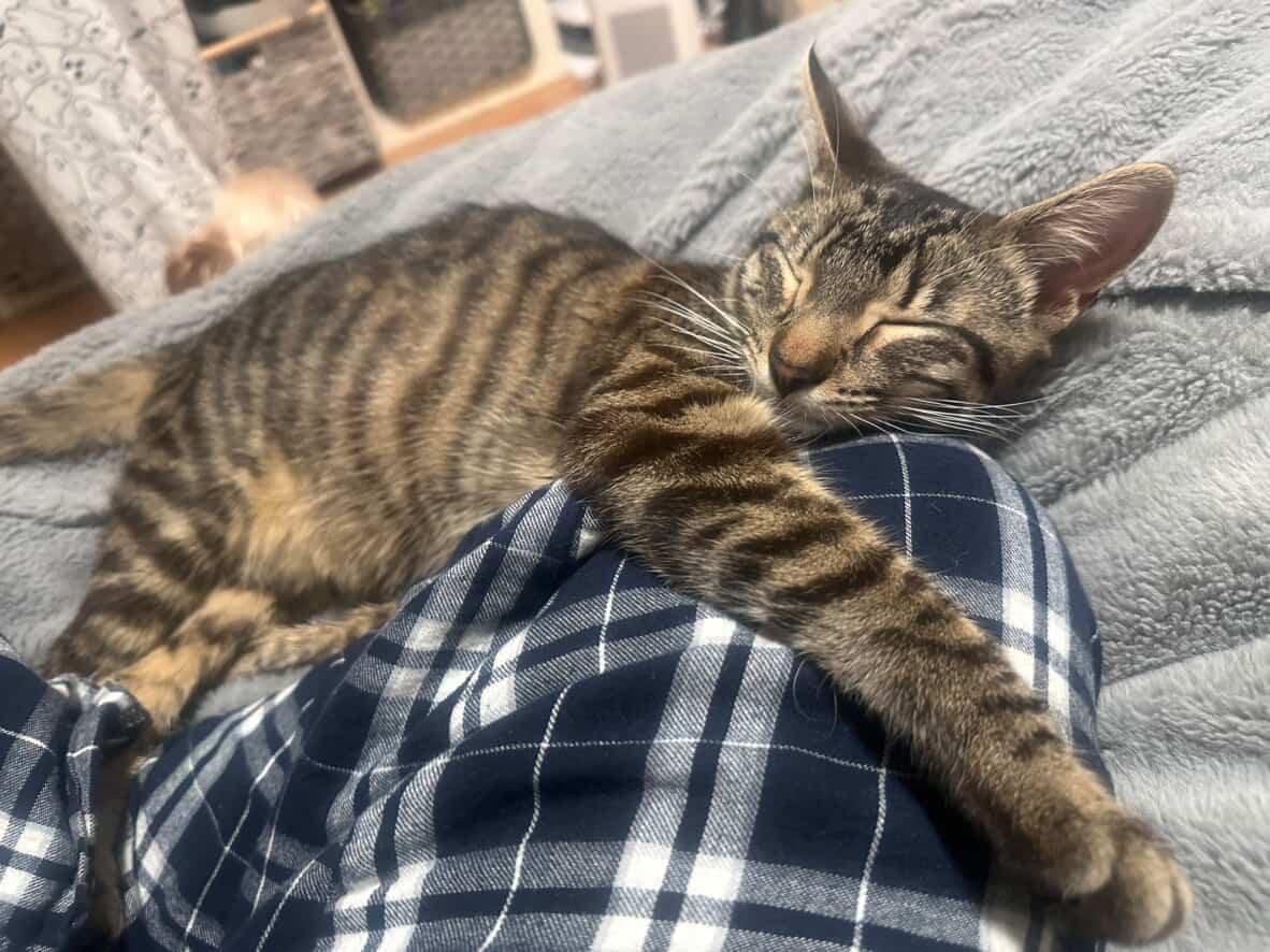 Enlarge Thea, a ADOPTABLE American Shorthair in Brooklyn, NY image 3/5