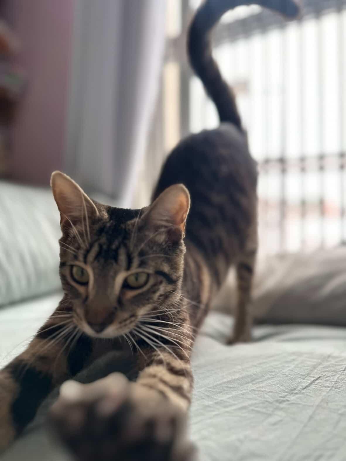 Enlarge Thea, a ADOPTABLE American Shorthair in Brooklyn, NY image 1/5