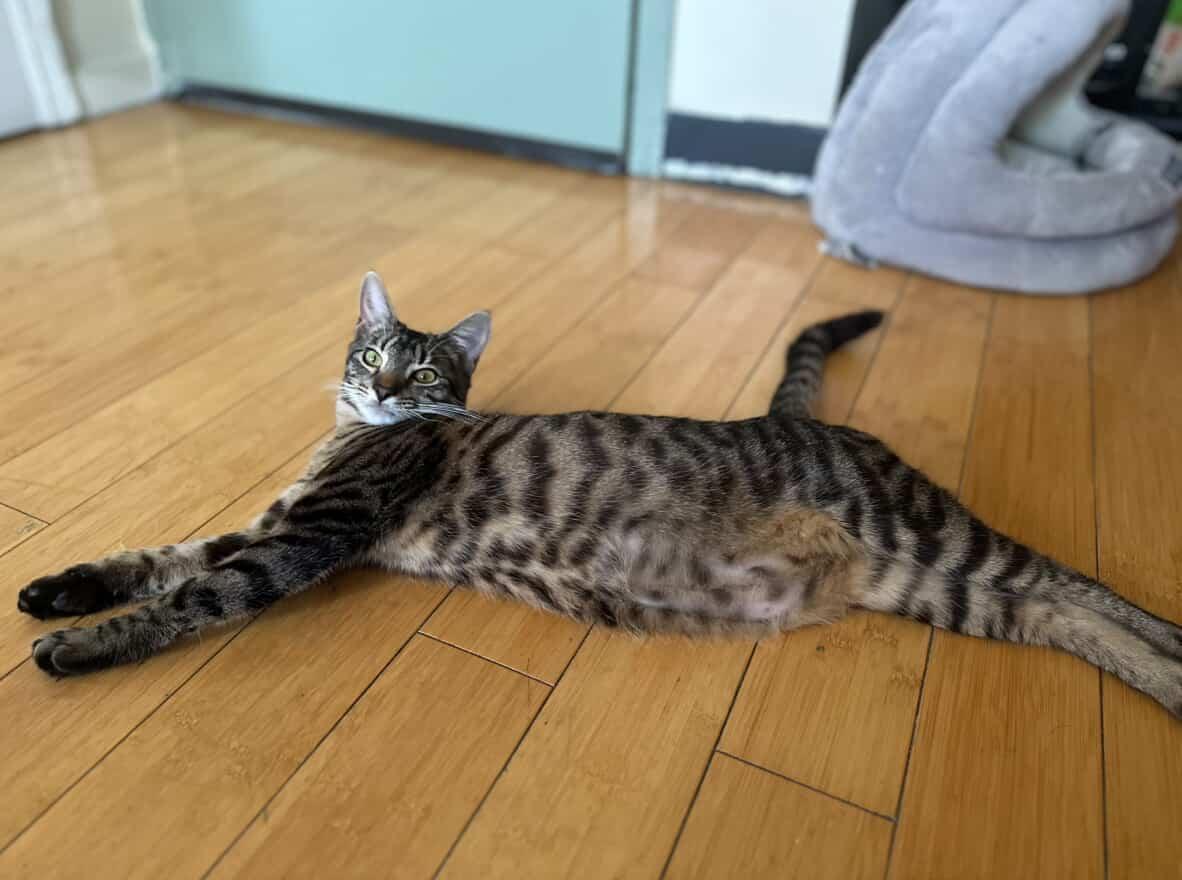 Enlarge Thea, a ADOPTABLE American Shorthair in Brooklyn, NY image 4/5