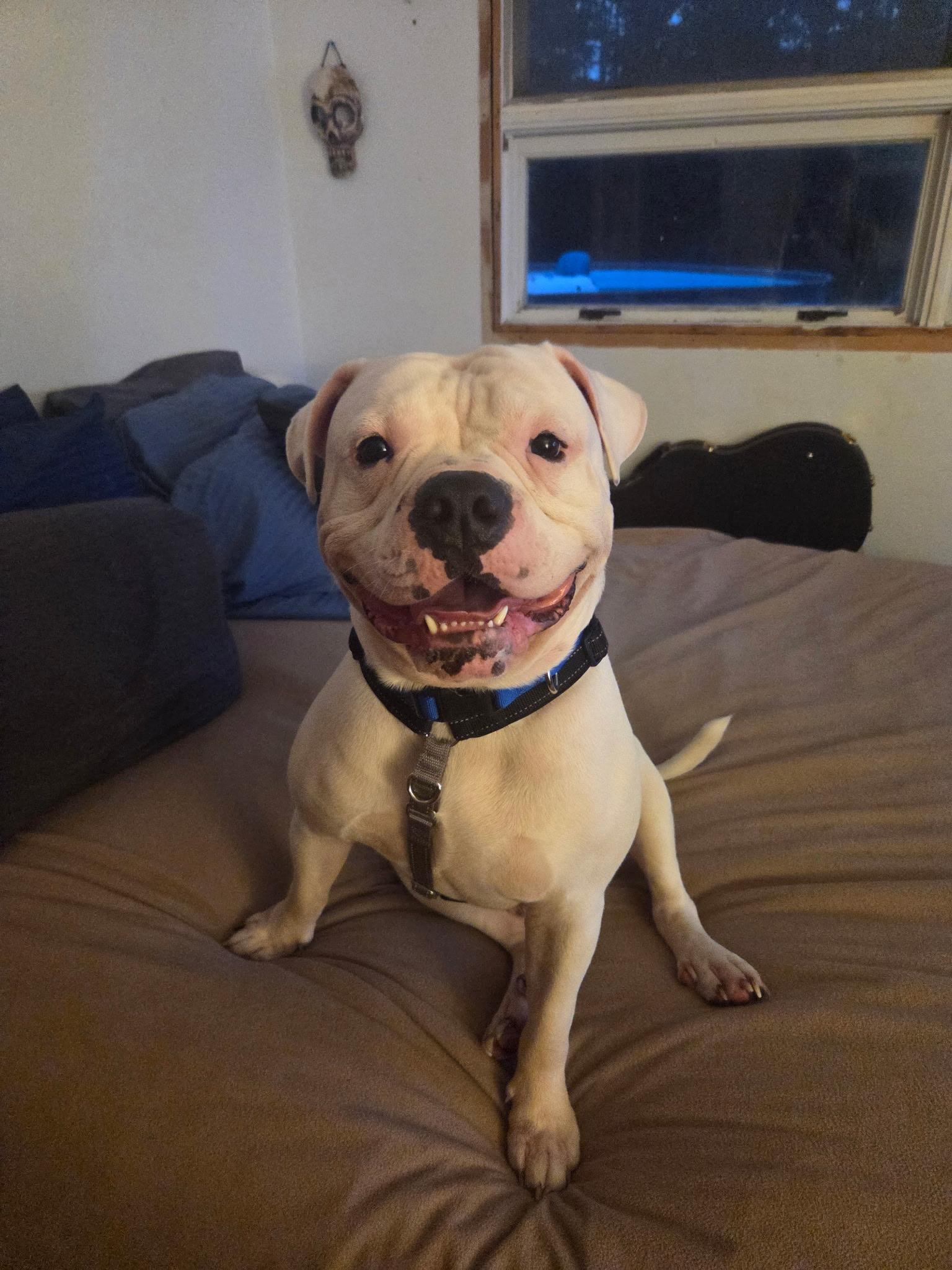 Enlarge Jaws aka Jawnothan, a ADOPTABLE mixed breed in Clay, NY image 4/5