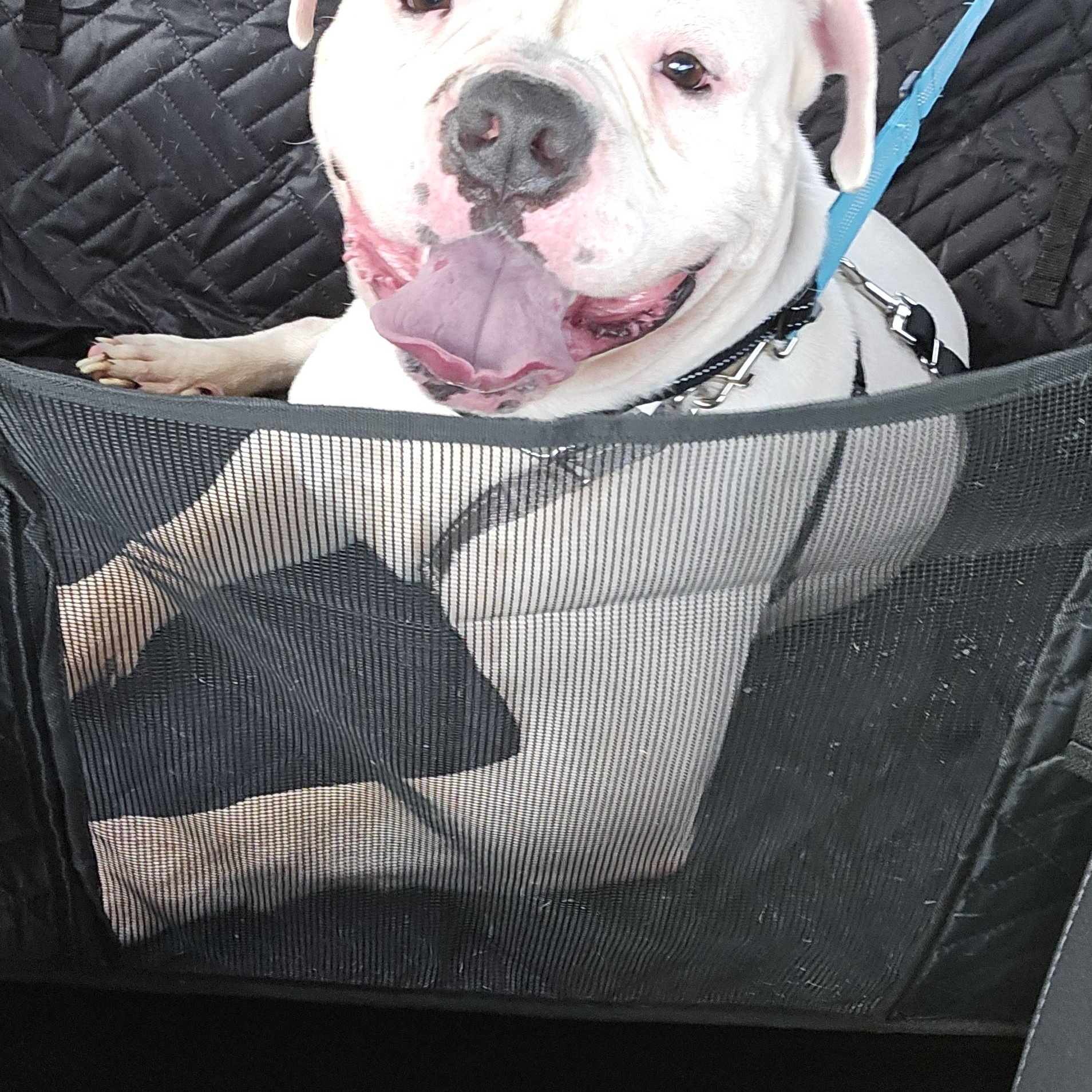 Enlarge Jaws aka Jawnothan, a ADOPTABLE mixed breed in Clay, NY image 3/5