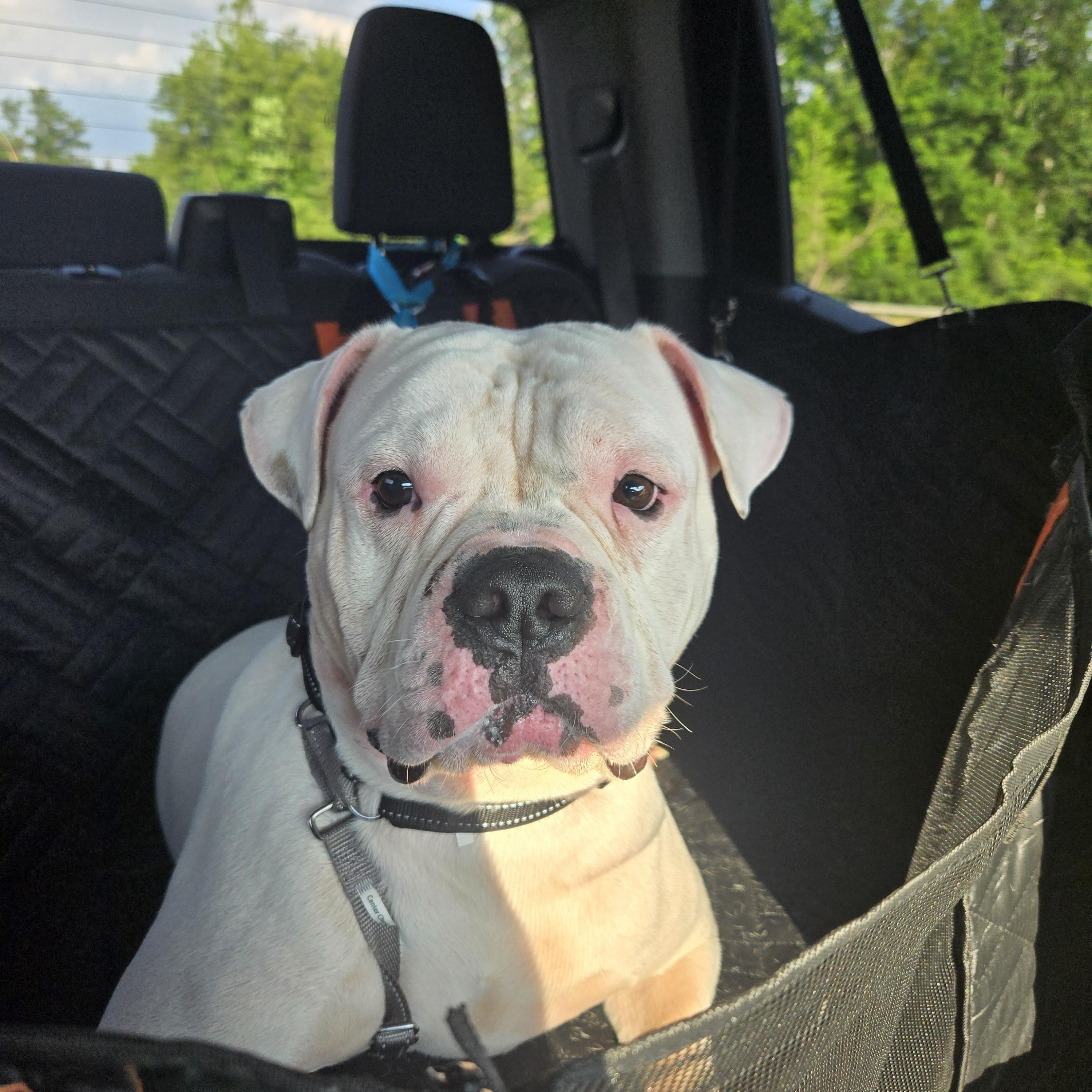 Jaws aka Jawnothan, ADOPTABLE, Young Male American Bulldog.