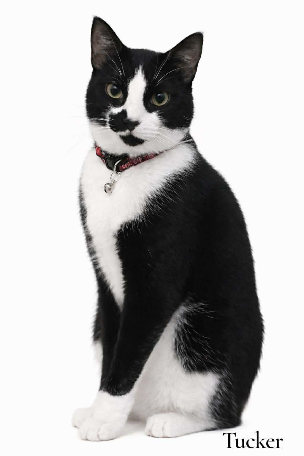Tucker, an adoptable Tuxedo in Stevensville, MI image 1/2