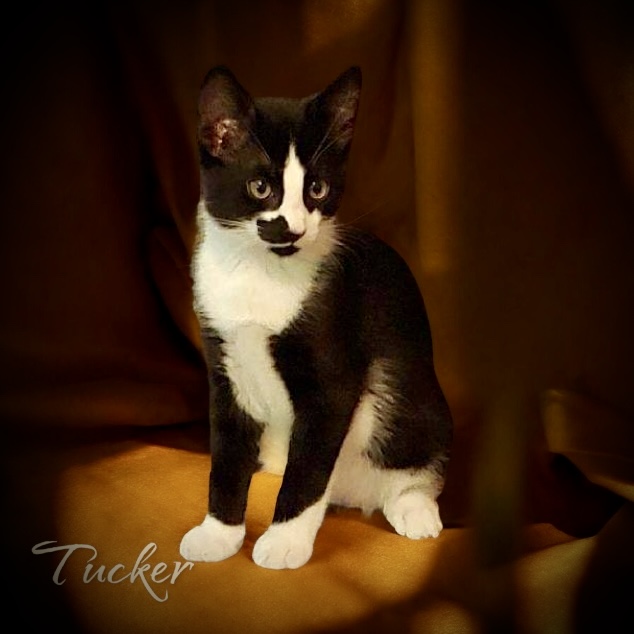 Tucker, an adoptable Tuxedo in Stevensville, MI image 2/2