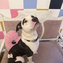 PRINNY (PRINCESS), a ADOPTABLE Pit Bull Terrier in Weirton, WV image 3/3