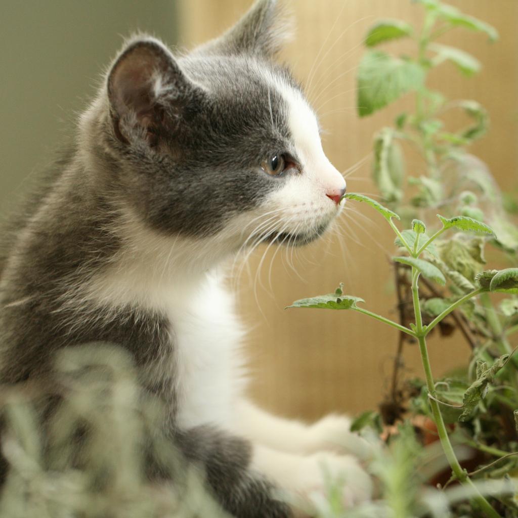 Enlarge Buddy, a Adoptable Domestic Short Hair in Shelbyville, IN image 1/6