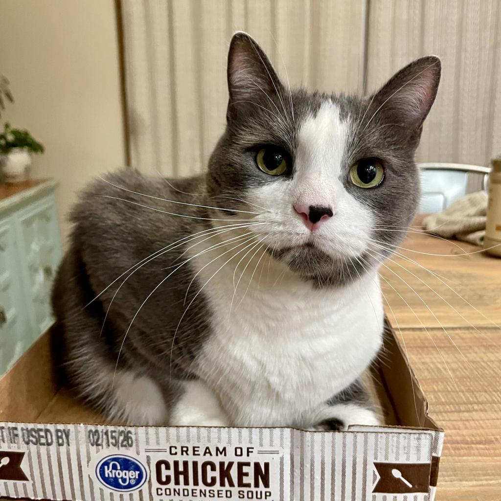 Enlarge Buddy, a Adoptable Domestic Short Hair in Shelbyville, IN image 2/6