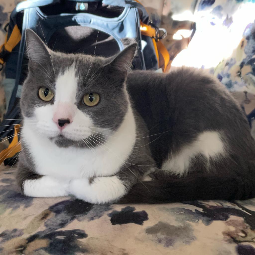 Enlarge Buddy, a Adoptable Domestic Short Hair in Shelbyville, IN image 3/6