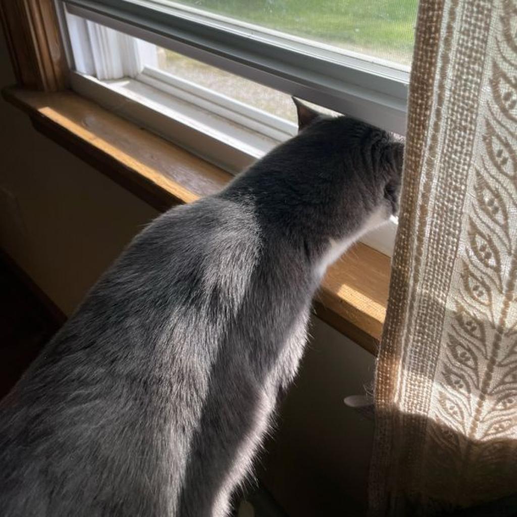 Enlarge Buddy, a Adoptable Domestic Short Hair in Shelbyville, IN image 5/6