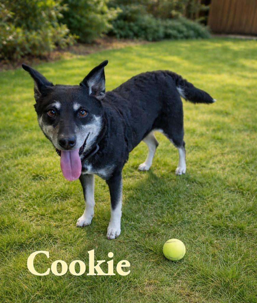 Enlarge Cookie, a Adoptable Cattle Dog in Gold Beach, OR image 1/2