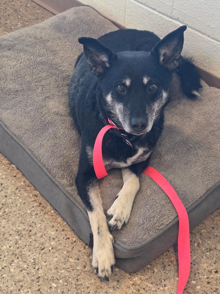 Enlarge Cookie, a Adoptable Cattle Dog in Gold Beach, OR image 2/2