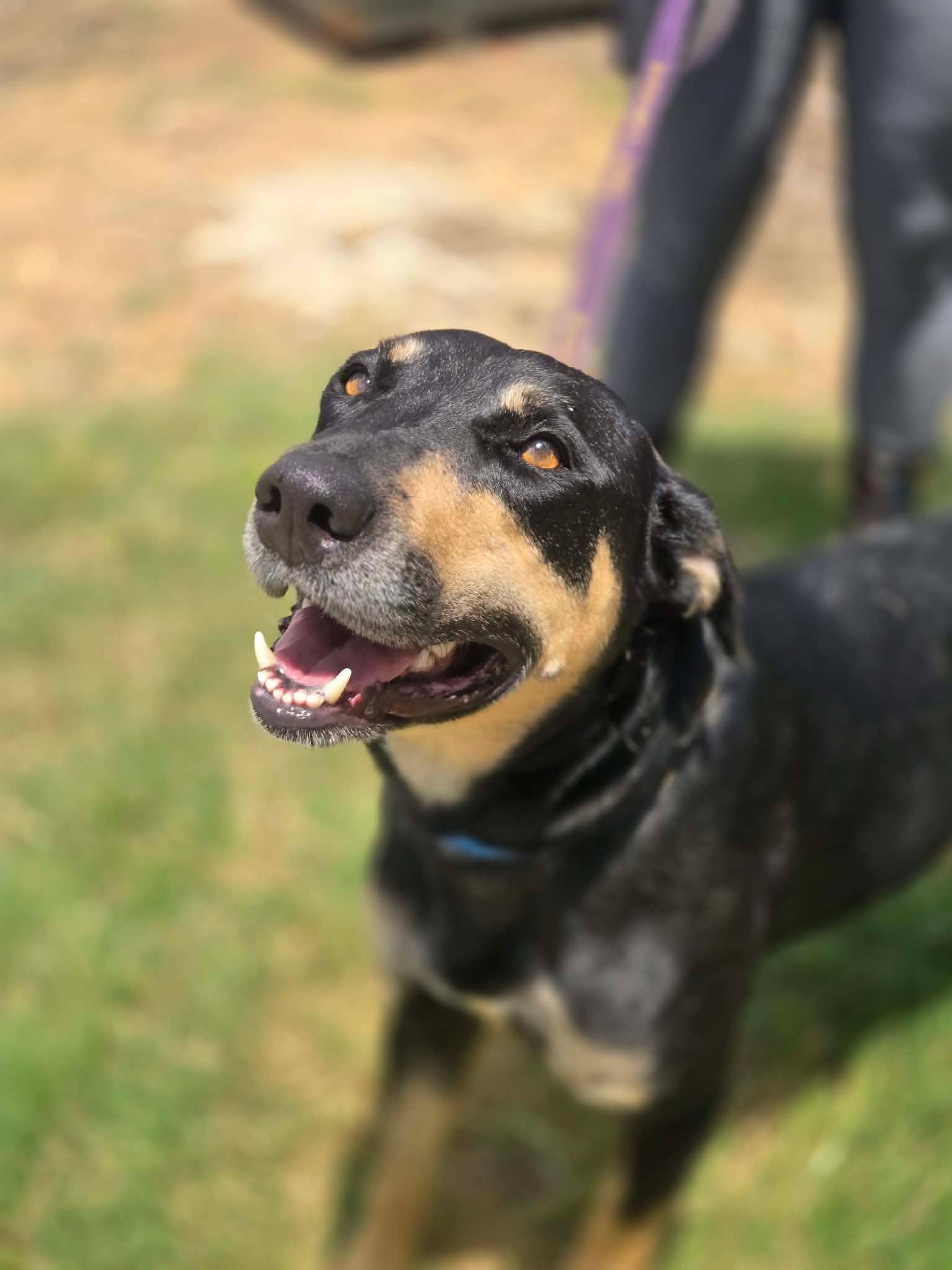 Mia, a ADOPTABLE mixed breed in Huntsville, AL image 6/6