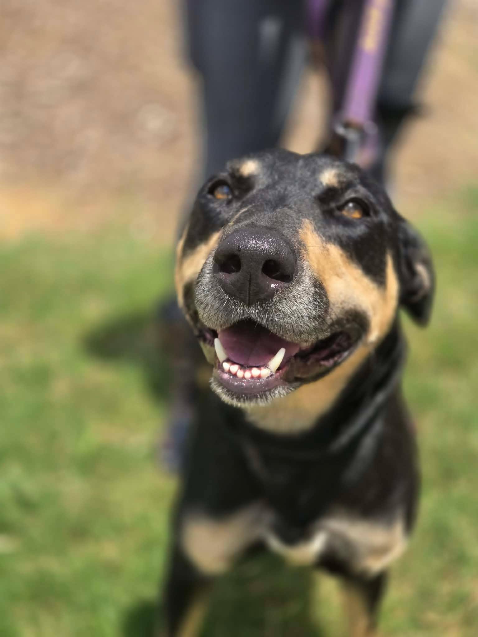 Mia, a ADOPTABLE mixed breed in Huntsville, AL image 5/6