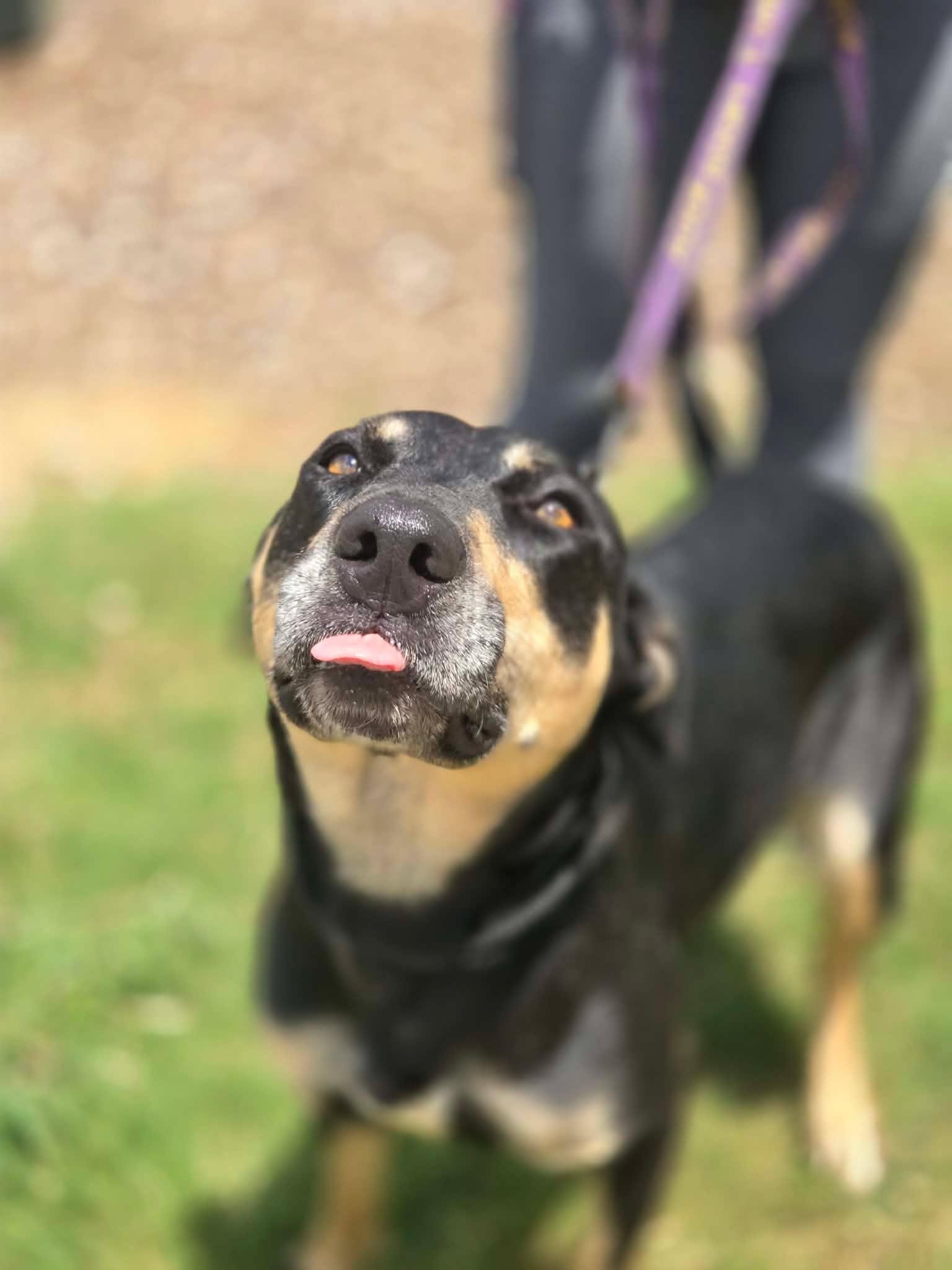 Mia, a ADOPTABLE mixed breed in Huntsville, AL image 3/6