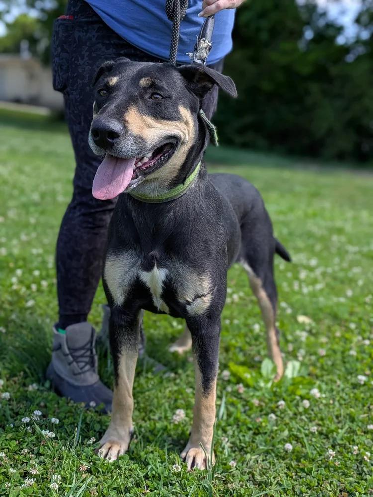 Mia, a ADOPTABLE mixed breed in Huntsville, AL image 1/6