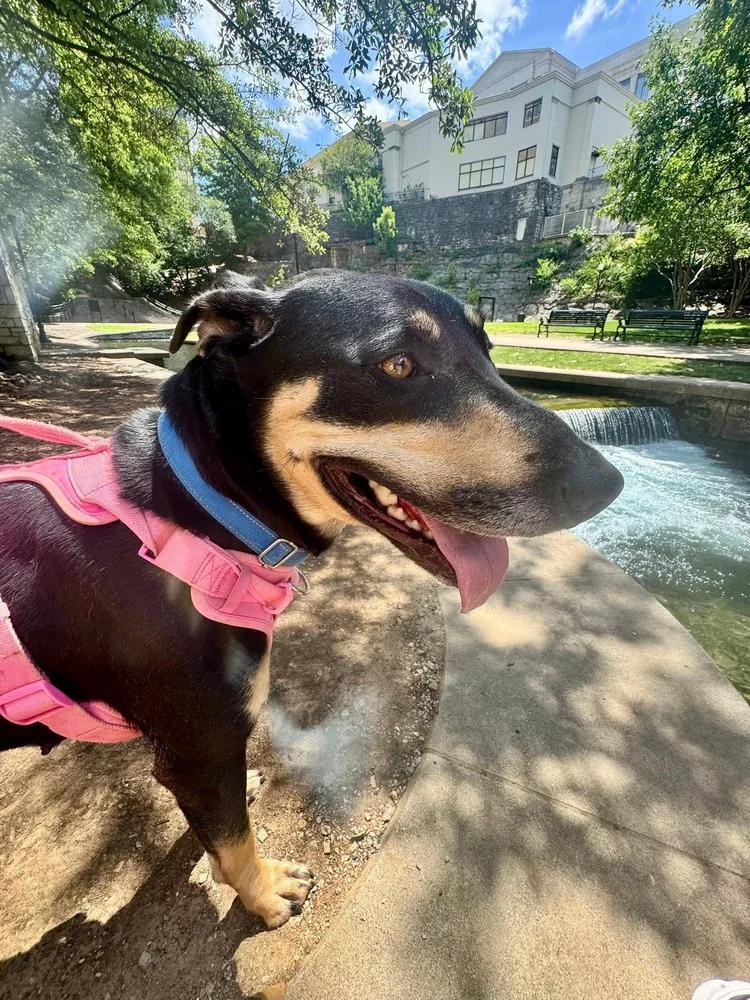 Mia, a ADOPTABLE mixed breed in Huntsville, AL image 2/6