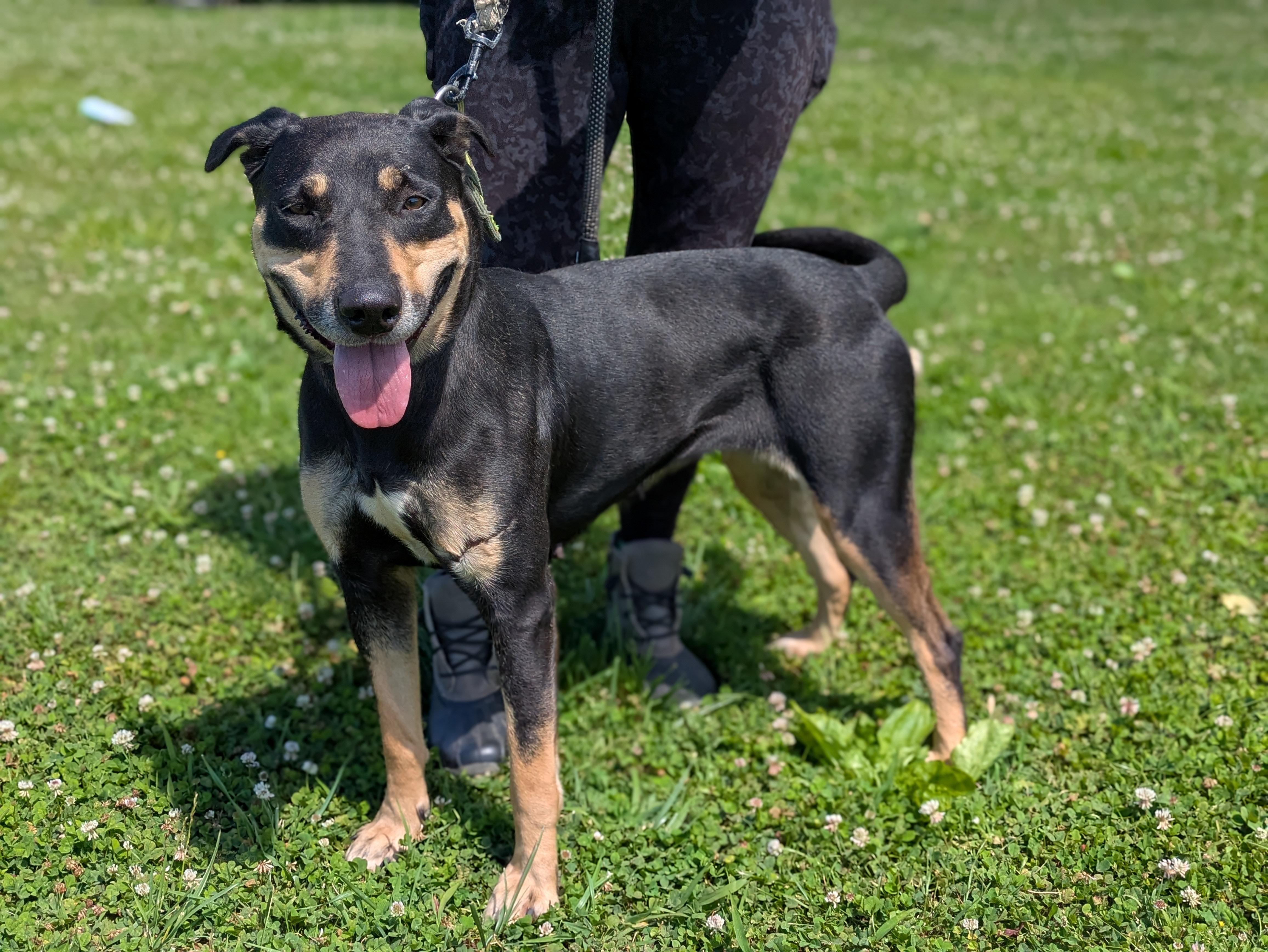 Mia, a ADOPTABLE mixed breed in Huntsville, AL image 4/6