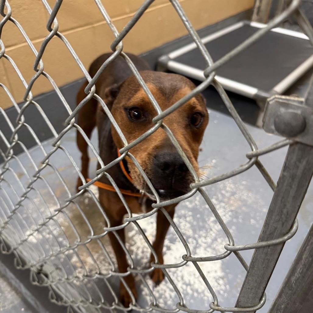 Willie Walter, Adoptable, Senior Male Mixed Breed.