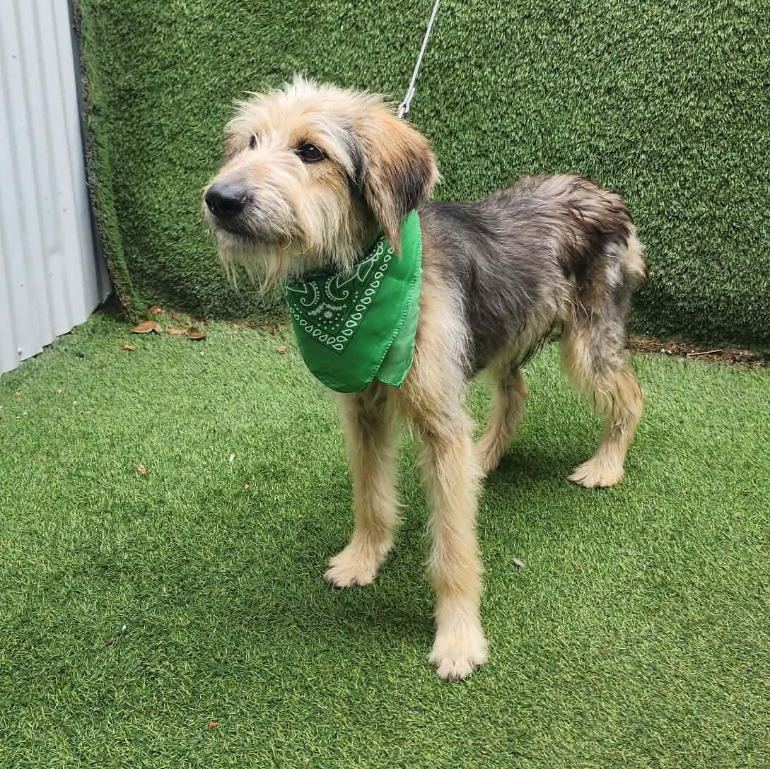 Enlarge Ruben, an adopted mixed breed in Toledo, OH image 4/5