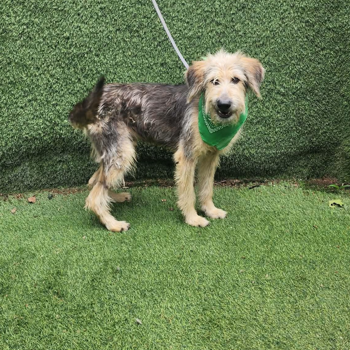 Enlarge Ruben, an adopted mixed breed in Toledo, OH image 3/5