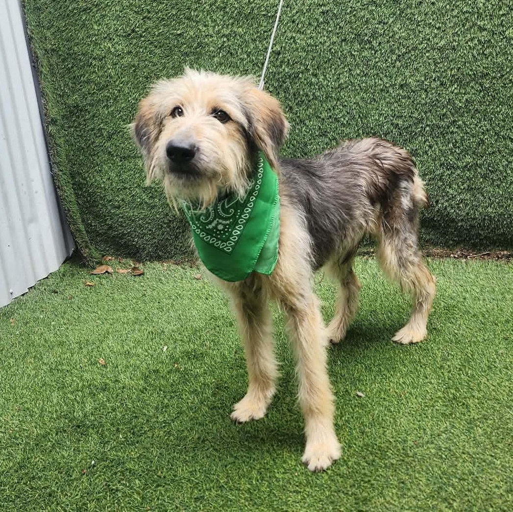 Enlarge Ruben, an adopted mixed breed in Toledo, OH image 5/5