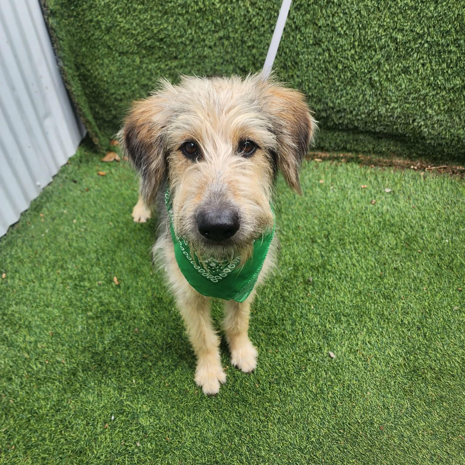 Enlarge Ruben, an adopted mixed breed in Toledo, OH image 2/5