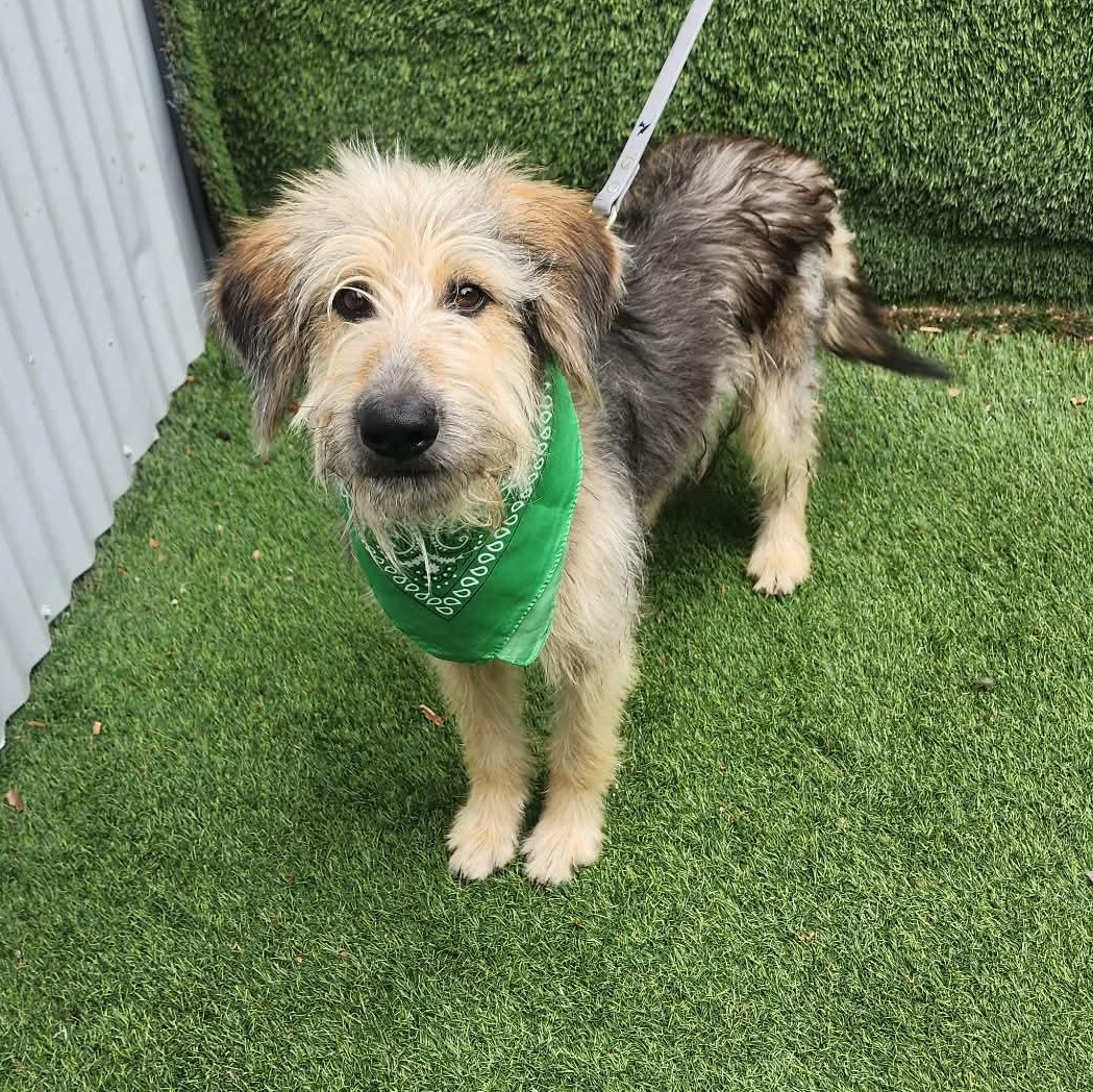 Ruben, adopted, Adult Male Poodle.