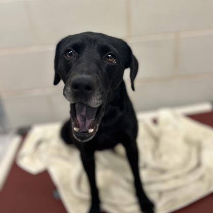 Eustace — thumbnail 2