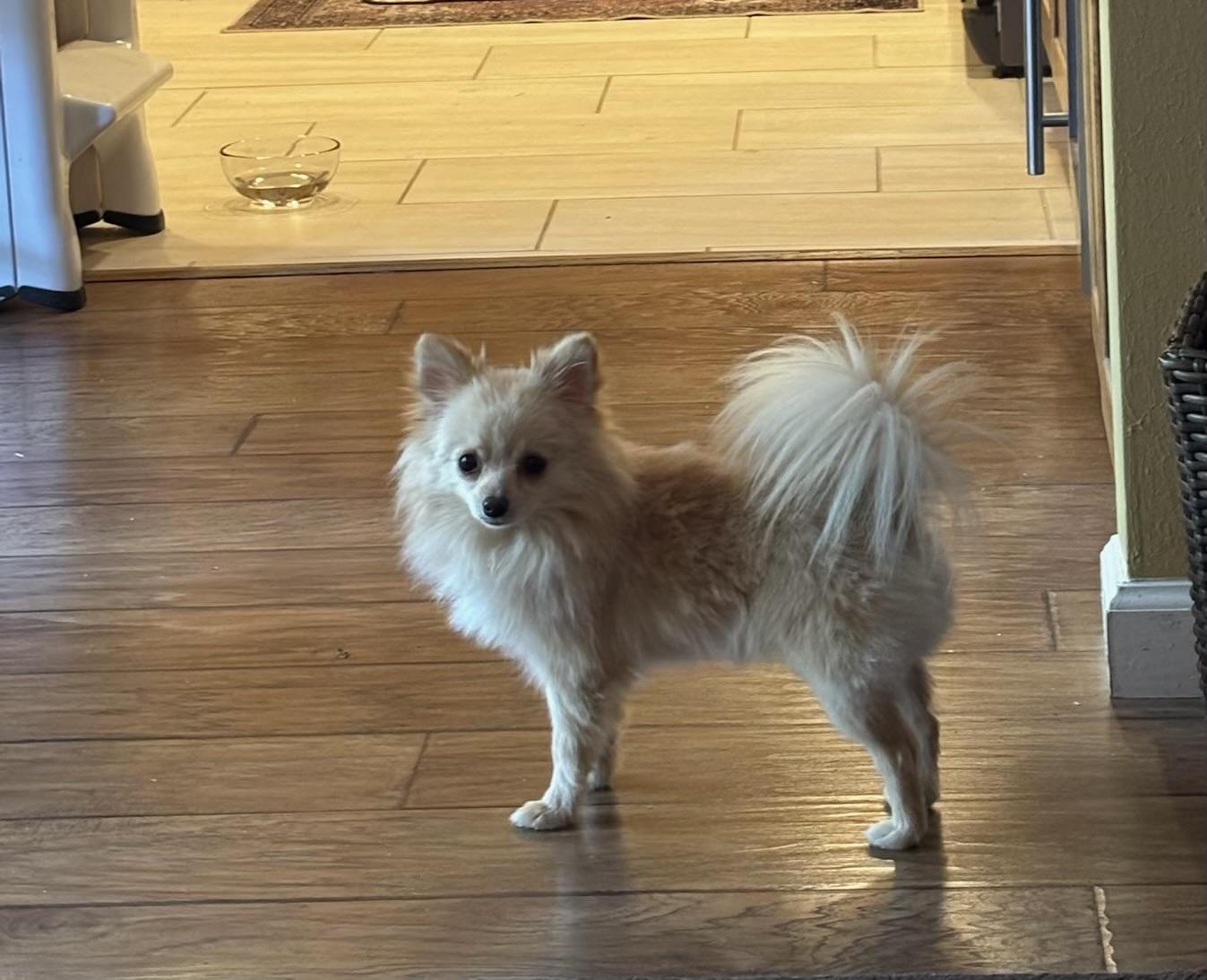 Toasty, a Adoptable Pomeranian in Flushing, NY image 5/6