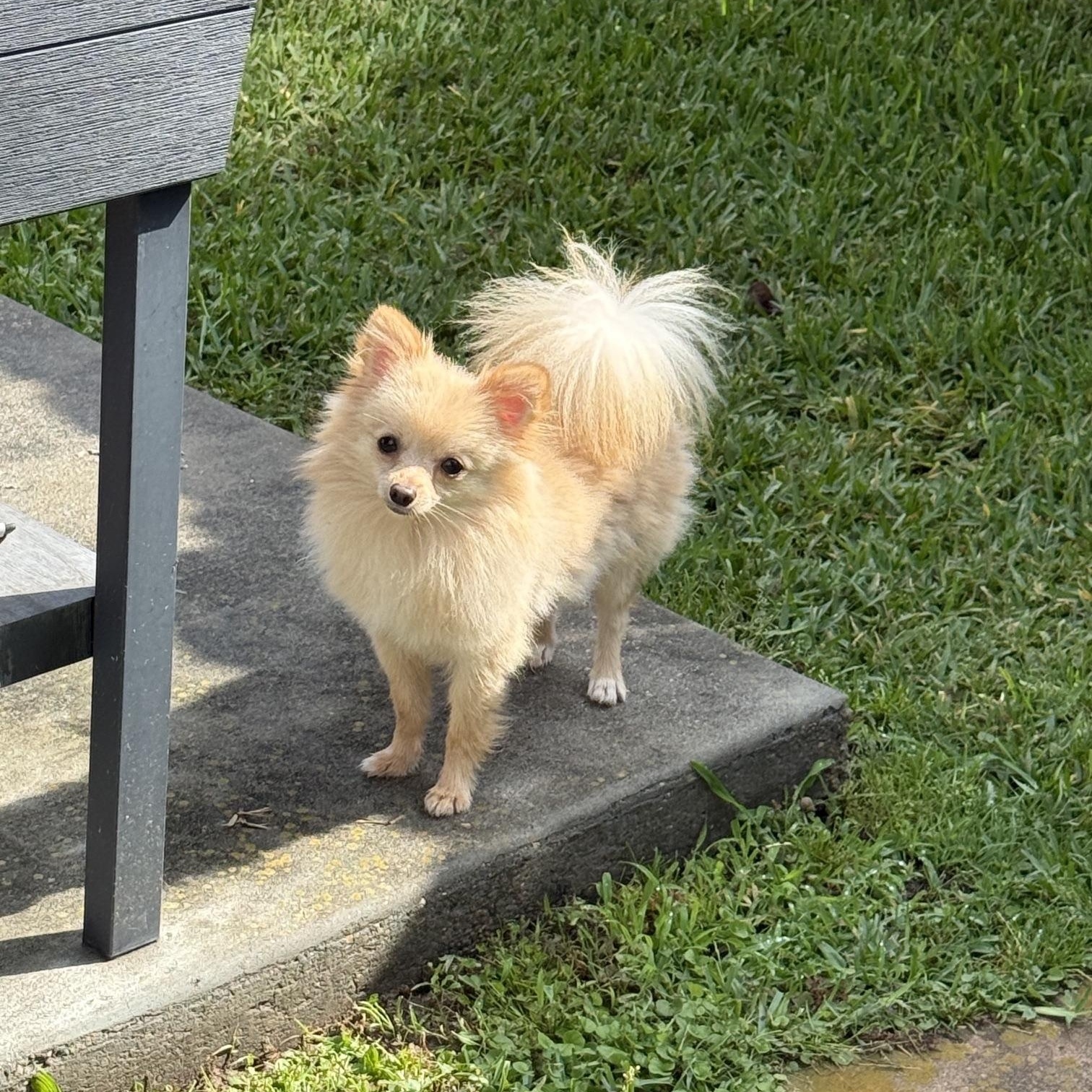 Toasty, Adoptable, Adult Male Pomeranian.