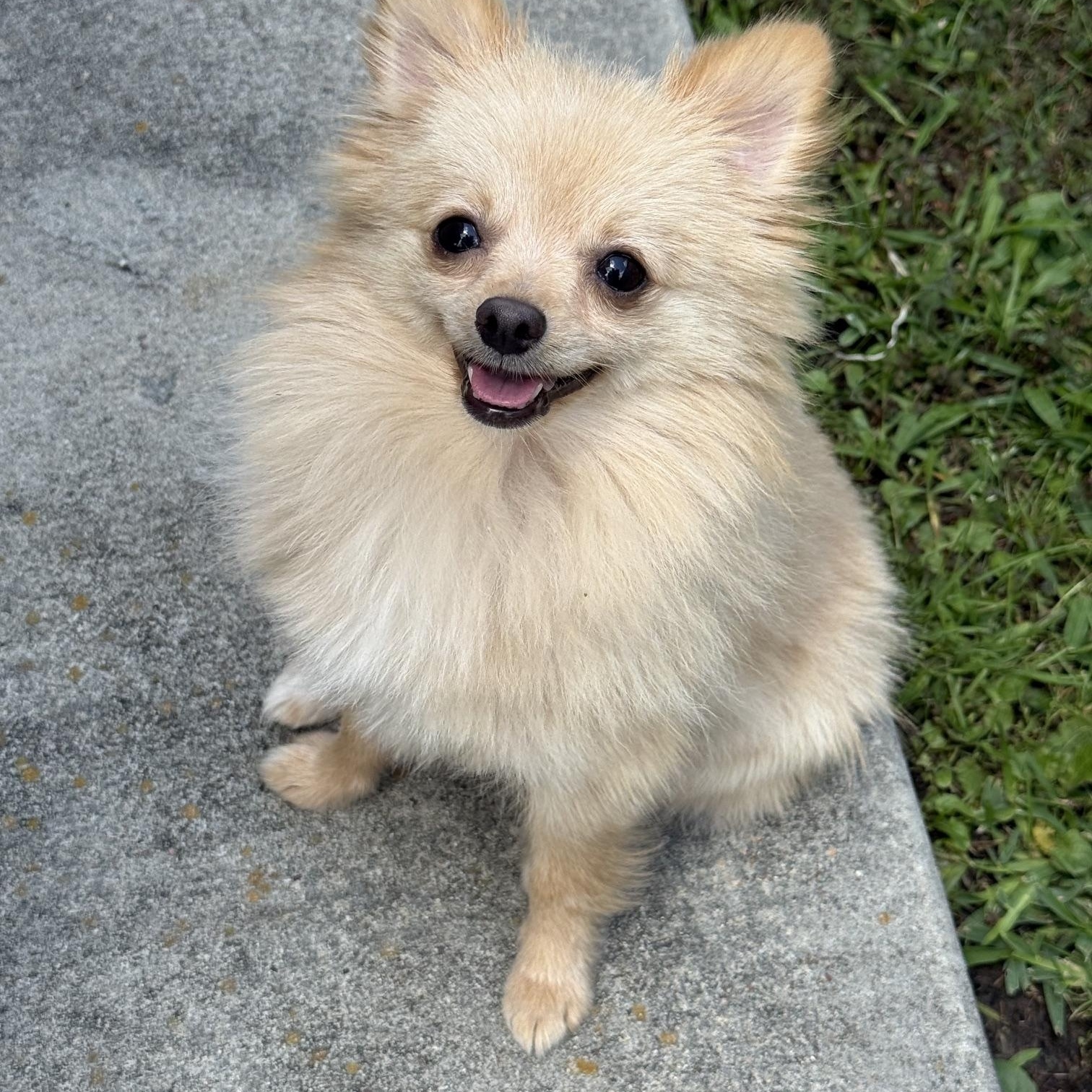 Toasty, a Adoptable Pomeranian in Flushing, NY image 2/6