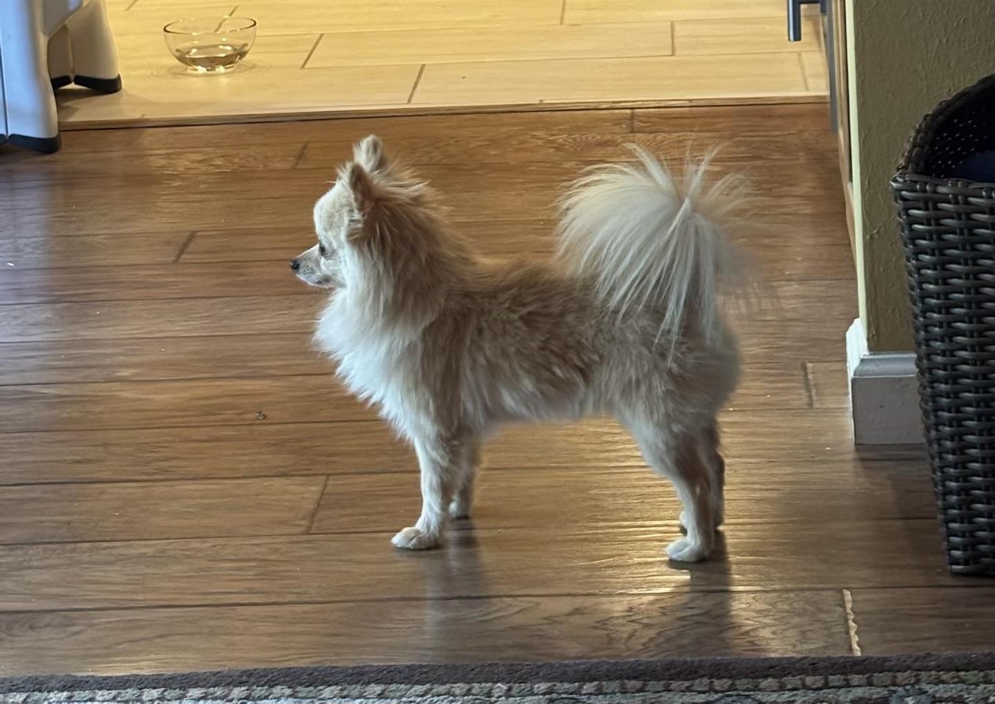 Toasty, a Adoptable Pomeranian in Flushing, NY image 4/6