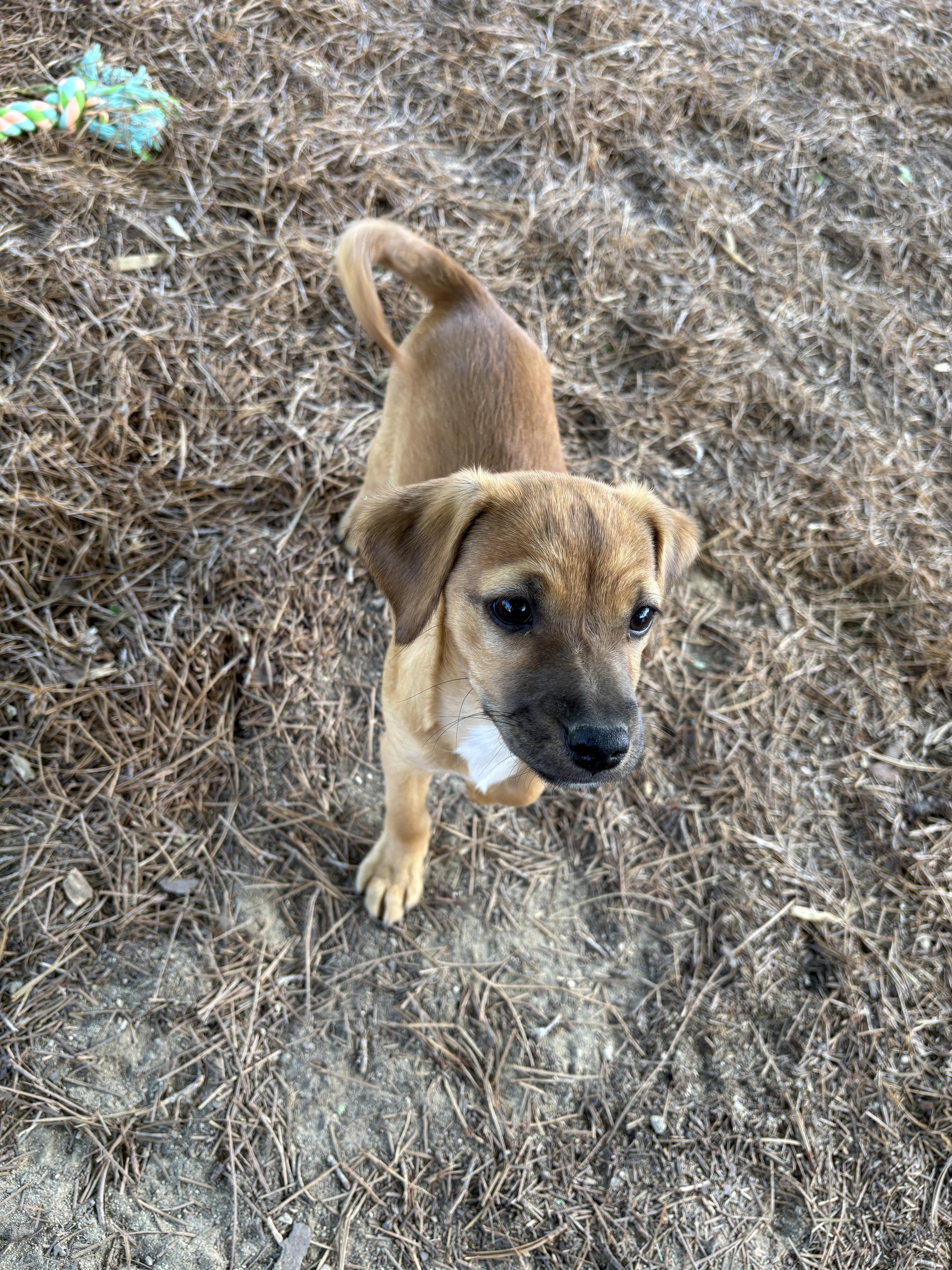 Enlarge Hutch, a Adoptable mixed breed in Lancaster, CA image 2/2