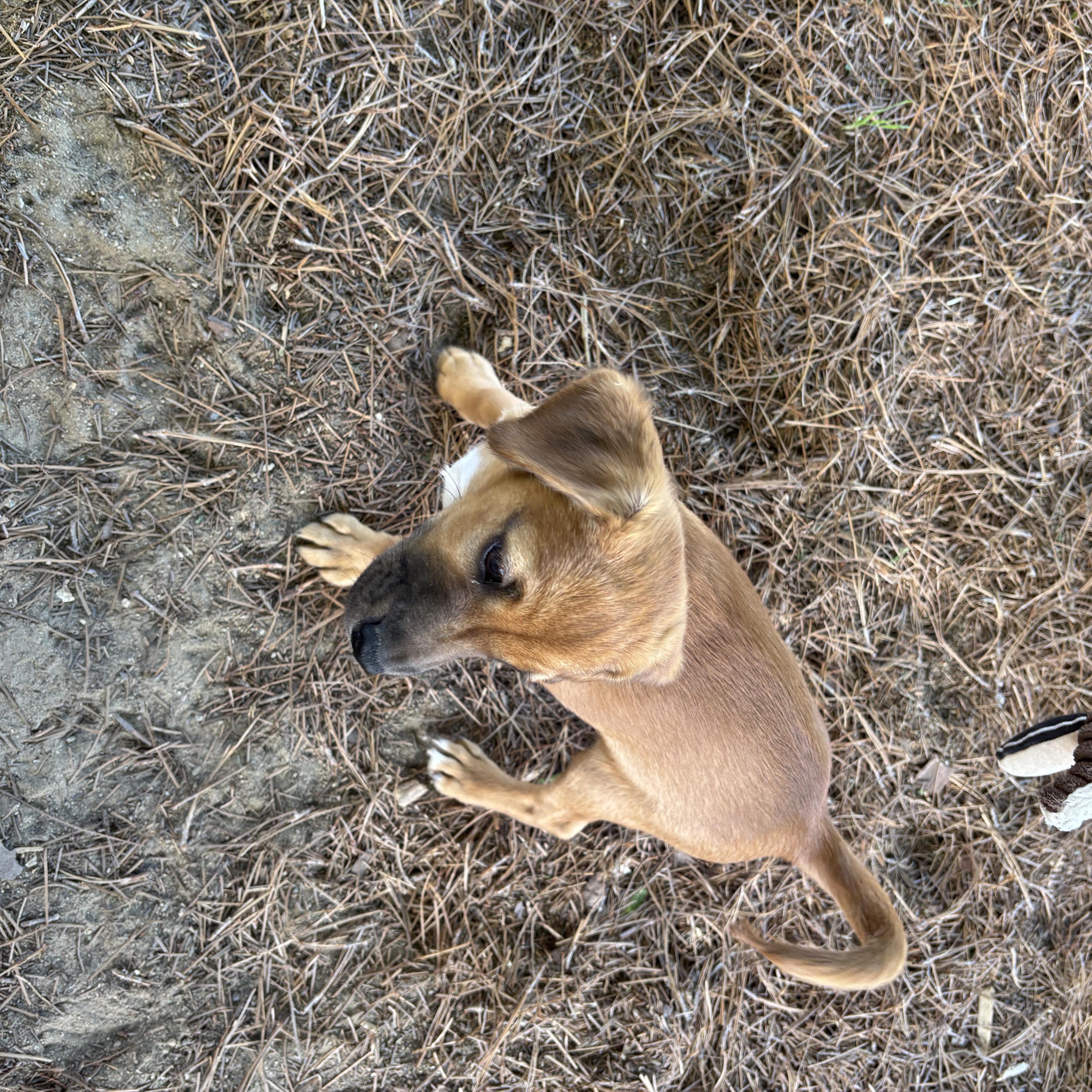 Hutch, Adoptable, Puppy Male Shih Tzu & Terrier.